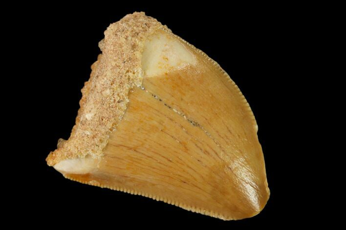 Serrated, Juvenile Carcharodontosaurus Tooth - Morocco #140664